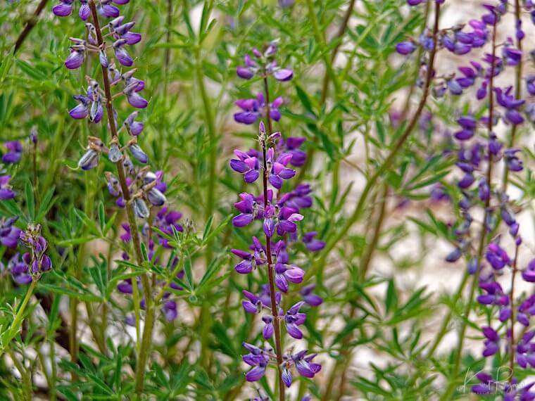 Riverbank Lupine (Lupinus rivularis)