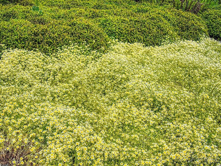 Douglas Meadowfoam (Limnanthes douglasii). Humboldt Botanical Garden