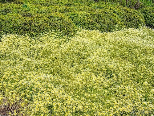 Douglas Meadowfoam (Limnanthes douglasii). Humboldt Botanical Garden