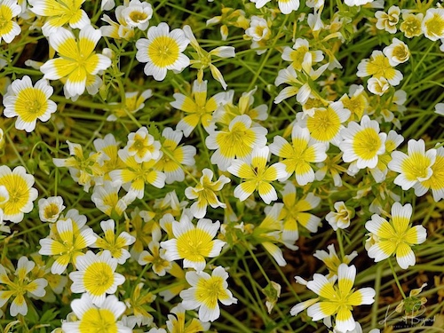 Douglas Meadowfoam (Limnanthes douglasii). Humboldt Botanical Garden