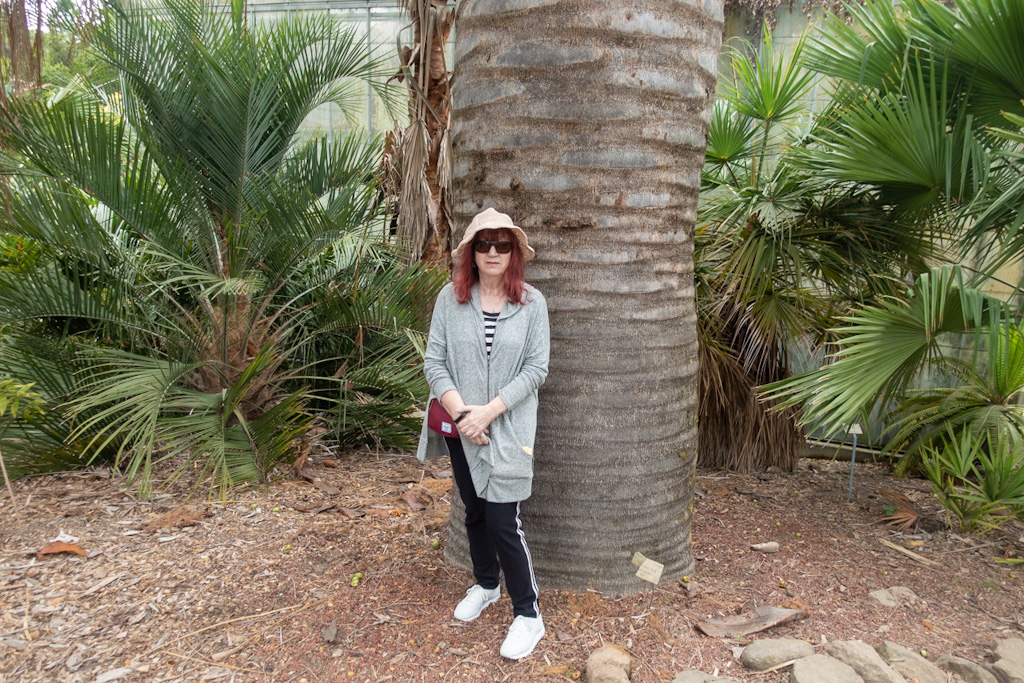 Chilean Wine Palm Trunk Size (Jubaea chilensis). University of California