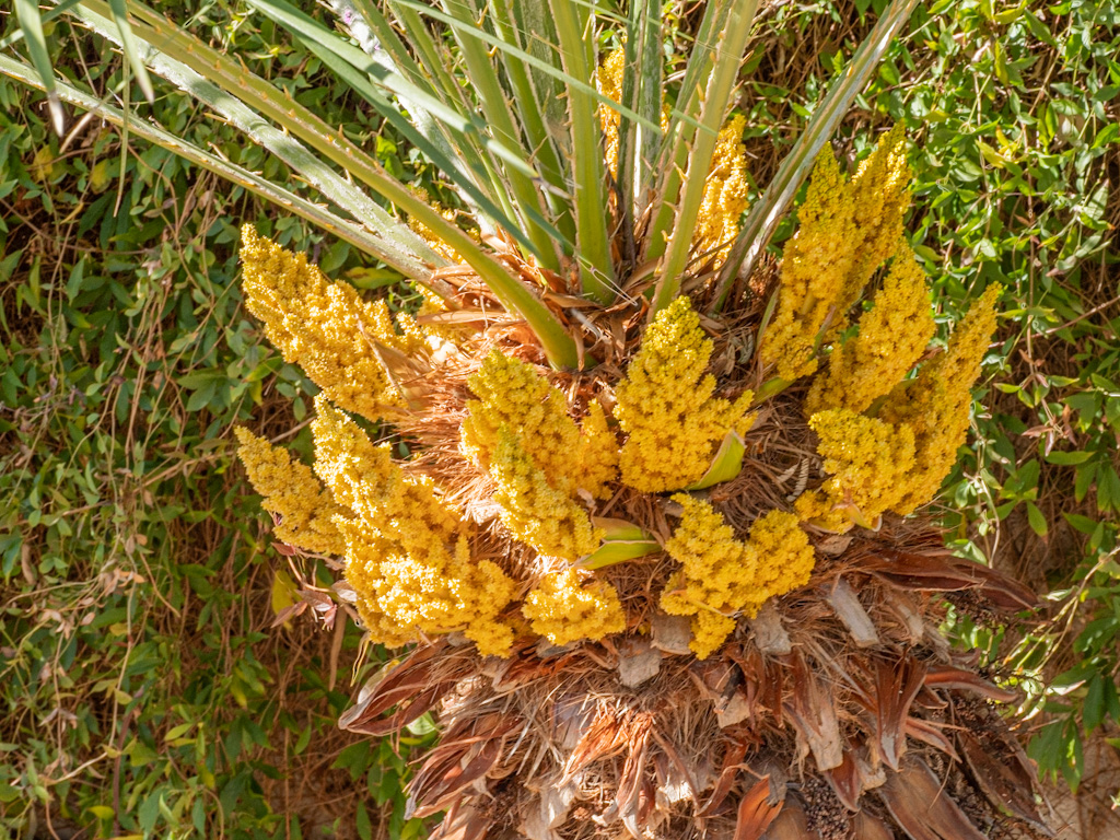 Male Mediterranean Dwarf Palm Flowers (Chamaerops humilis). Las Vegas, Nevada