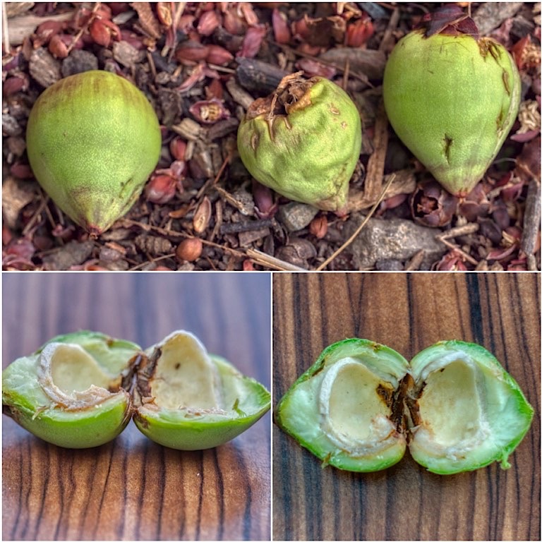 Unripe Chilean Wine Palm Fruit (Jubaea chilensis) in September. University of California Botanical Garden at Berkeley