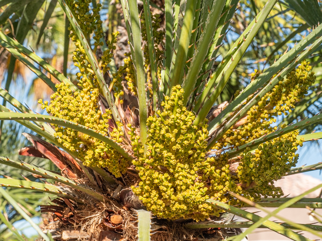 Female Mediterranean Dwarf Palm Flowers (Chamaerops humilis). Las Vegas, Nevada