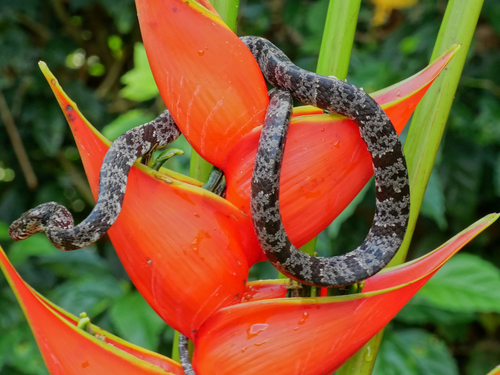 Clouded Snake (Sibon nebulatus) on Heliconia lennartiana. Laguna del Lagarto Lodge, Costa Rica