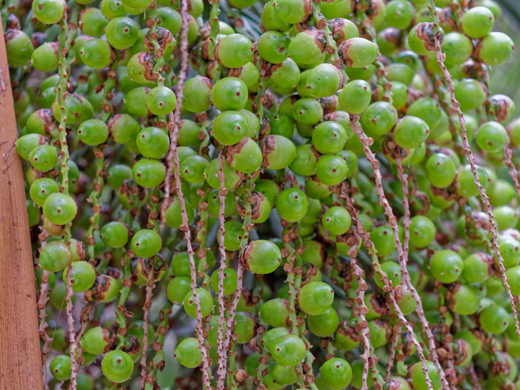 Unripe Jelly Palm Fruit (Butia capitata) in September. University of California Botanical Garden at Berkeley