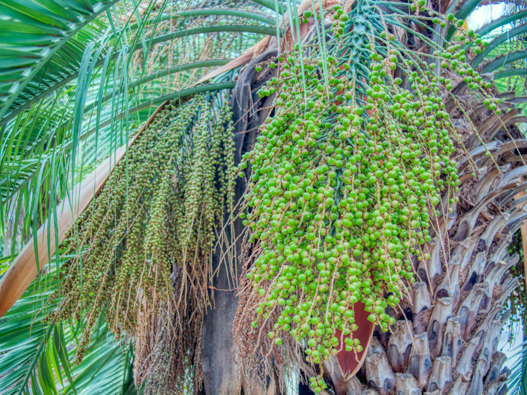 Unripe Jelly Palm Fruit (Butia capitata) in September. University of California Botanical Garden at Berkeley