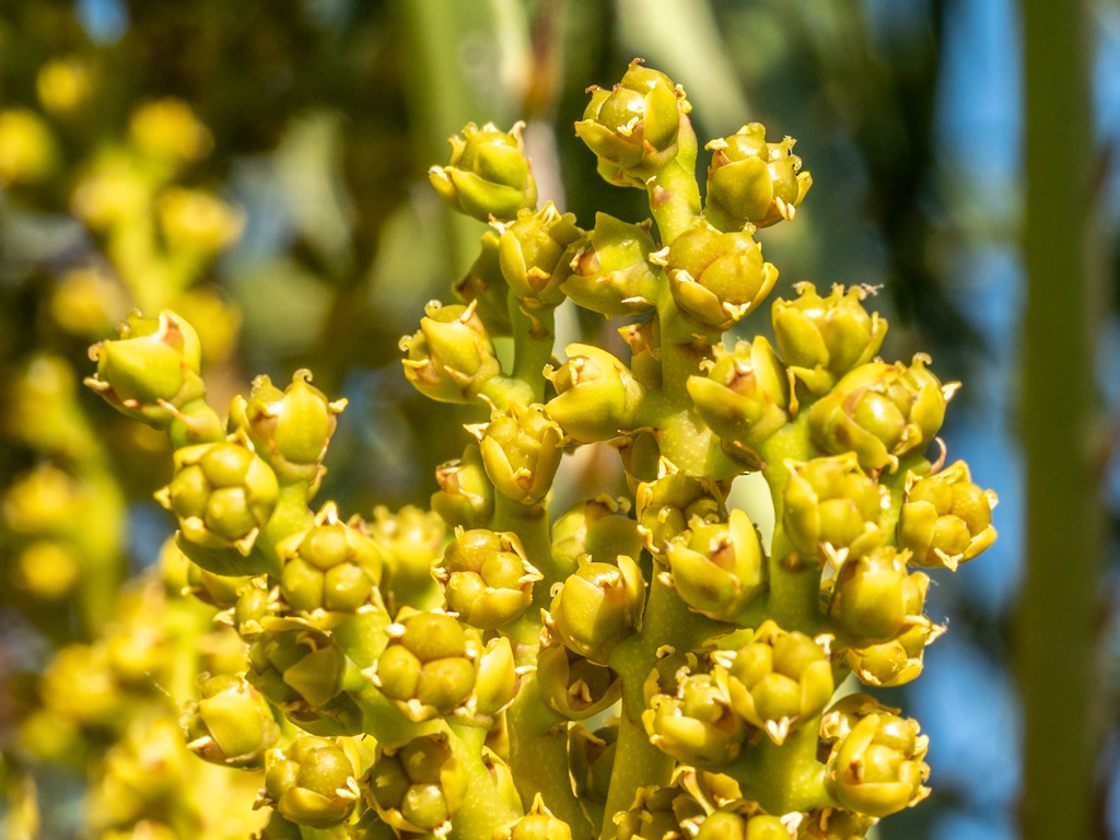 Female Mediterranean Dwarf Palm Flowers (Chamaerops humilis). Las Vegas, Nevada