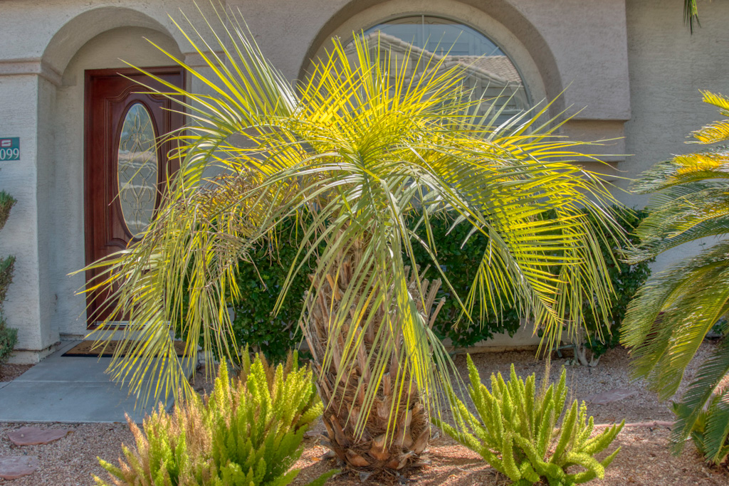 Pindo Palm or Jelly Palm (Butia odorata). Henderson, Nevada