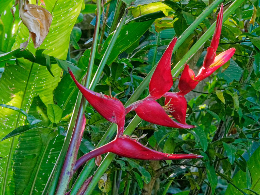 ‘Pedro Ortiz’ (Heliconia bourgaeana x collinsiana). Hotel Bougainvillea, Costa Rica