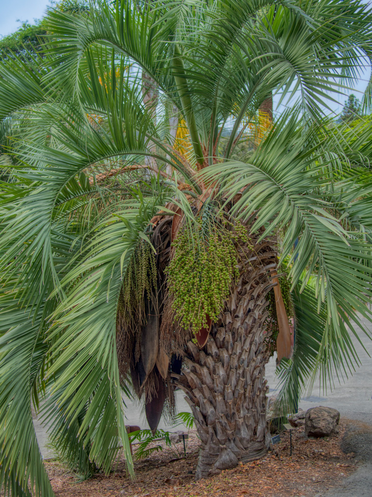 Pindo or Jelly Palm (Butia capitata). University of California Botanical Garden at Berkeley