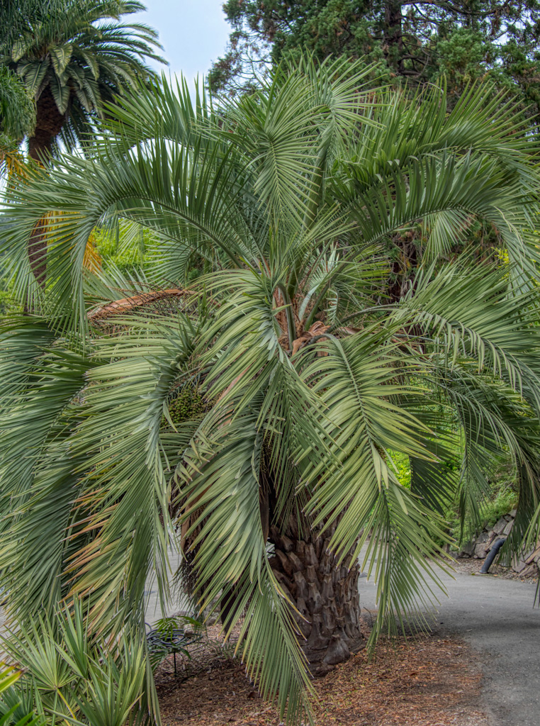 Pindo or Jelly Palm (Butia capitata). University of California Botanical Garden at Berkeley