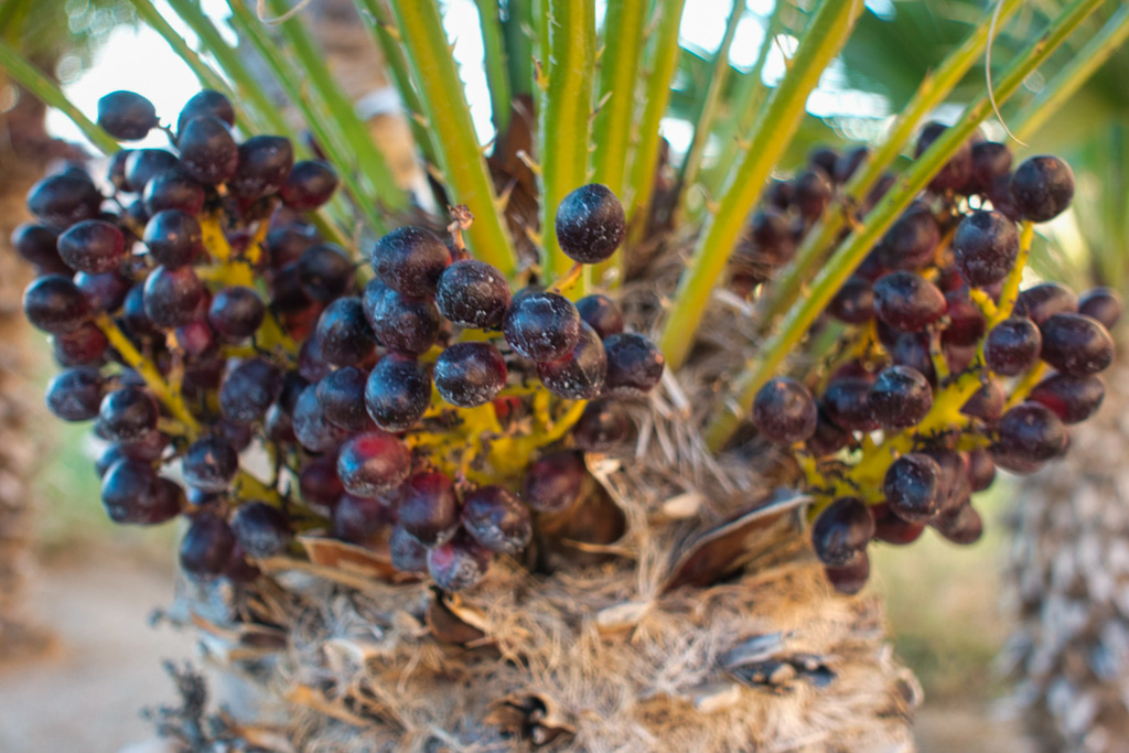 Mexican Fan Palm with Fruit (Washingtonia robusta). Riverside, California