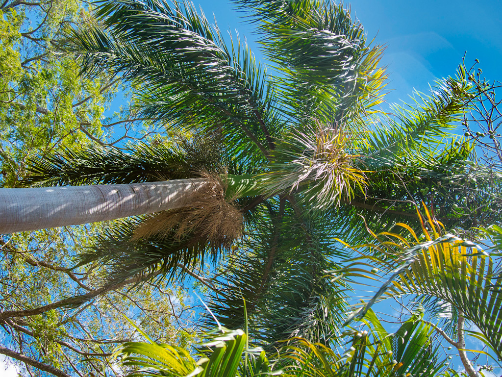 Royal or Wine Palm (Attalea butyracea). Guanacaste, Costa Rica