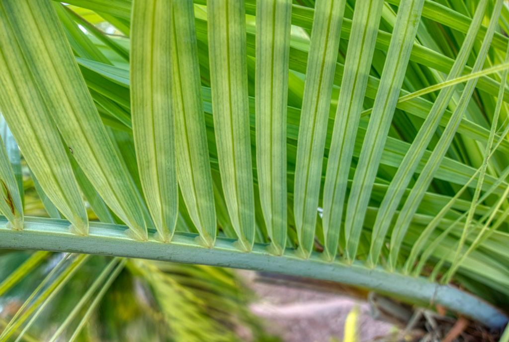 Butia odorata leaflets attached to the petioles in a deep V shape.