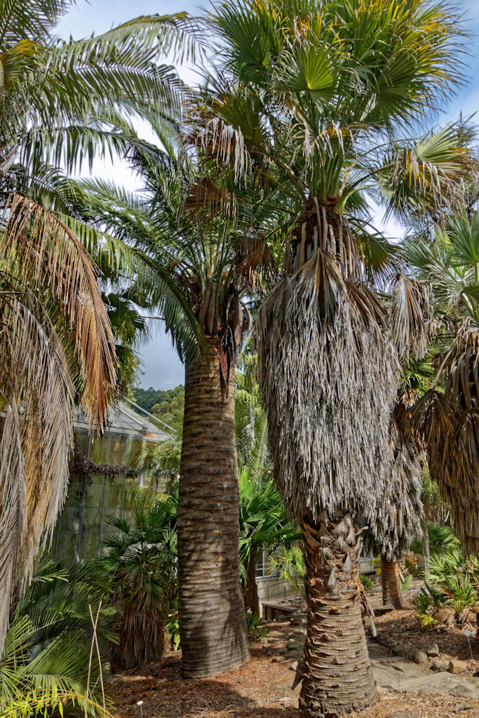 Chilean Wine Palm in Center (Jubaea chilensis). University of California