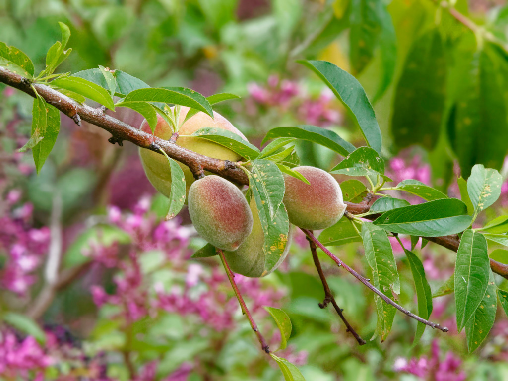 Peach Tree (Prunus persica). Batsu Garden, Costa Rica