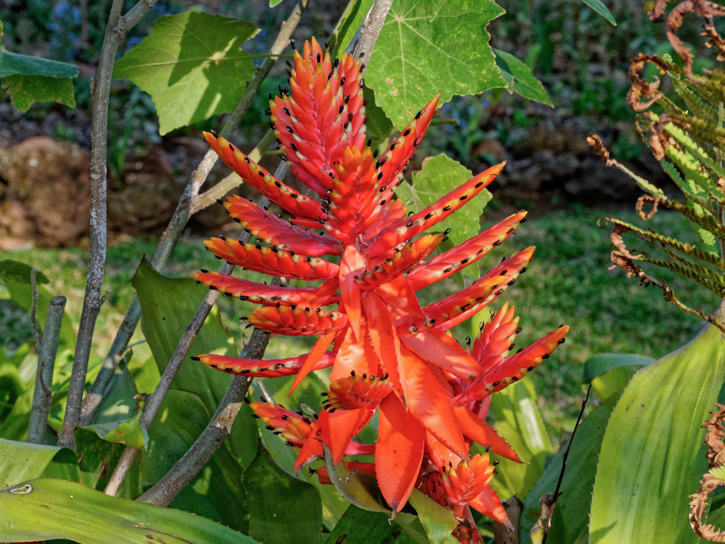 Aechmea tillandsioides. Hotel Bougainvillea, Costa Rica