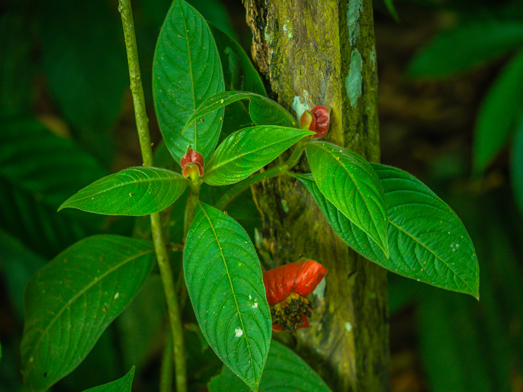 Hot Lips Flower (Palicourea elata). Frogs Heaven, Costa Rica