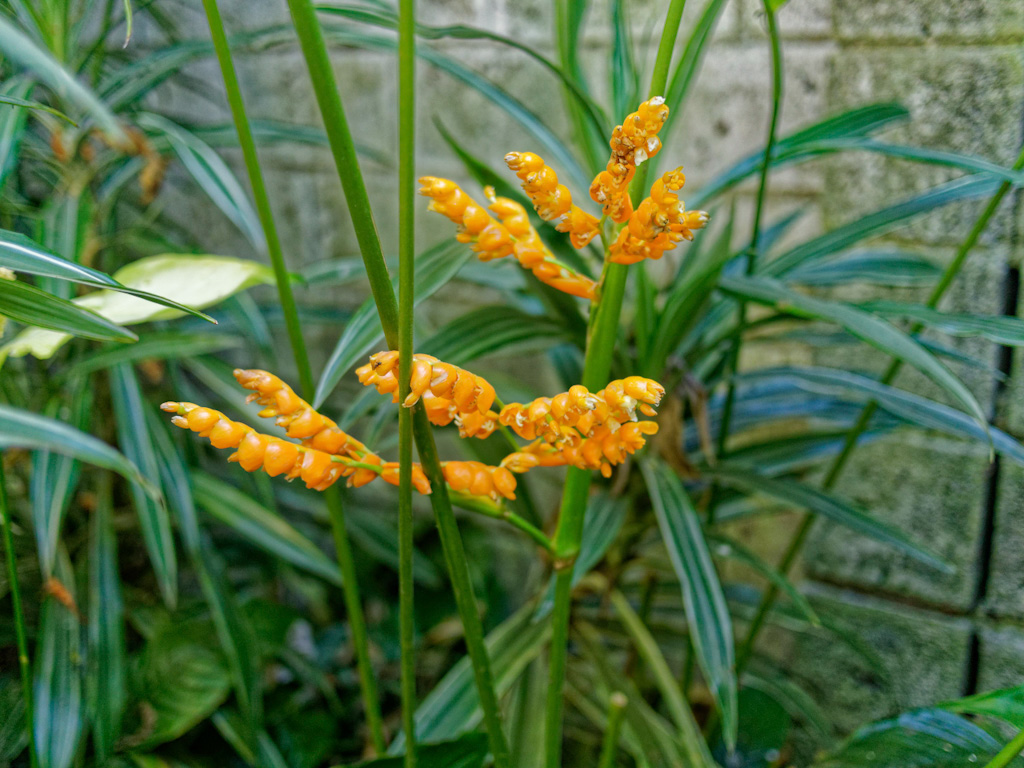 Stromanthe Lutea Orange. Hotel Bougainvillea, Costa Rica