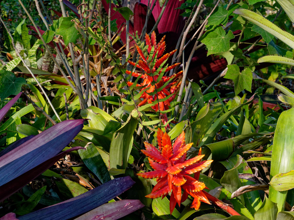 Aechmea tillandsioides. Hotel Bougainvillea, Costa Rica