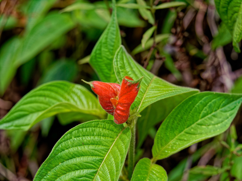 Hot Lips Flower (Palicourea elata). Laguna del Lagarto Lodge, Costa Rica