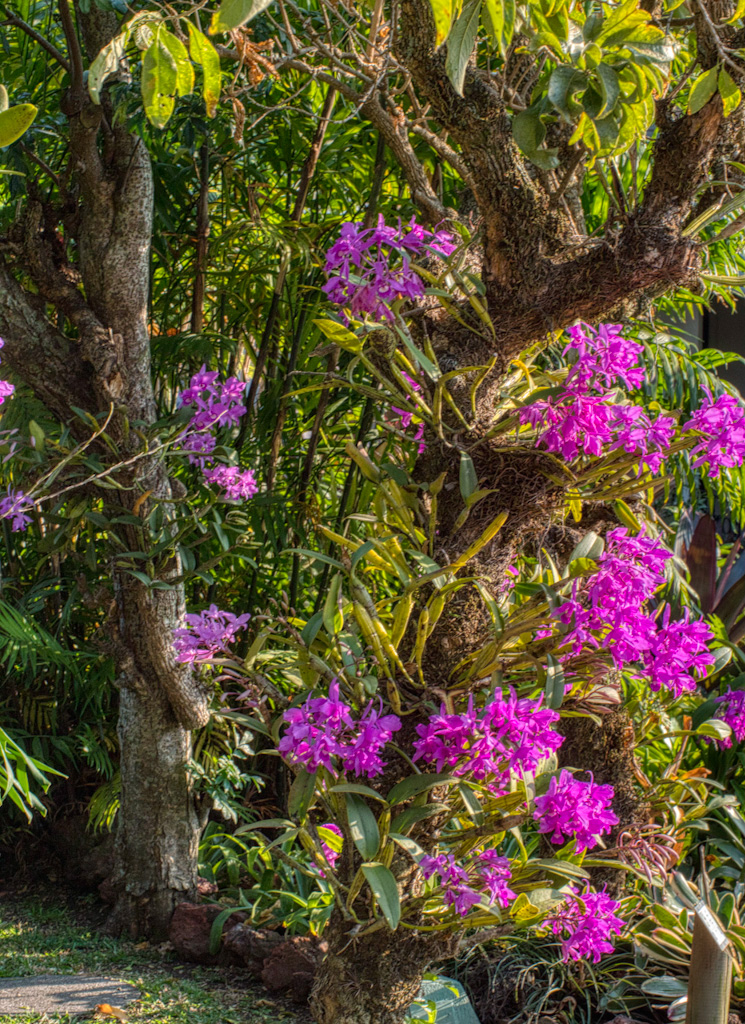 Guaria Morada (Guarianthe skinneri). Hotel Bougainvillea, Costa Rica