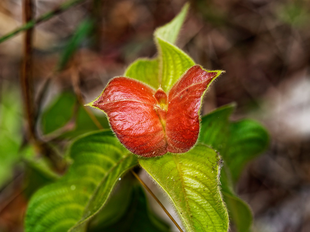 Hot Lips Flower (Palicourea elata). Laguna del Lagarto Lodge, Costa Rica