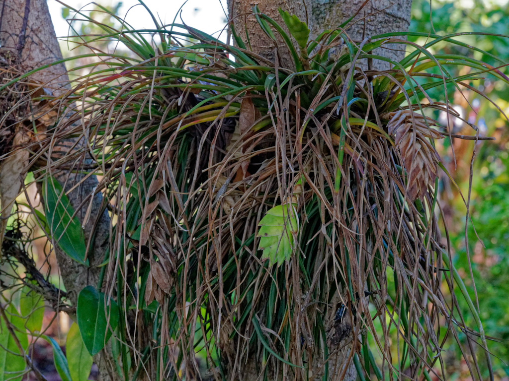 Wallisia anceps/Tillandsia Anceps. Hotel Bougainvillea, Costa Rica