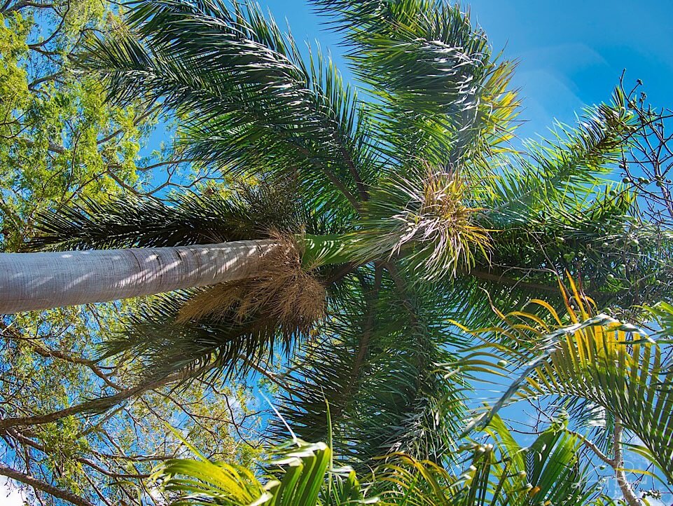 Royal or Wine Palm (Attalea butyracea). Guanacaste, Costa Rica
