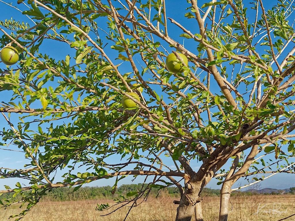 Jicaro or Morro Tree (Crescentia alata). Guanacaste, Costa Rica