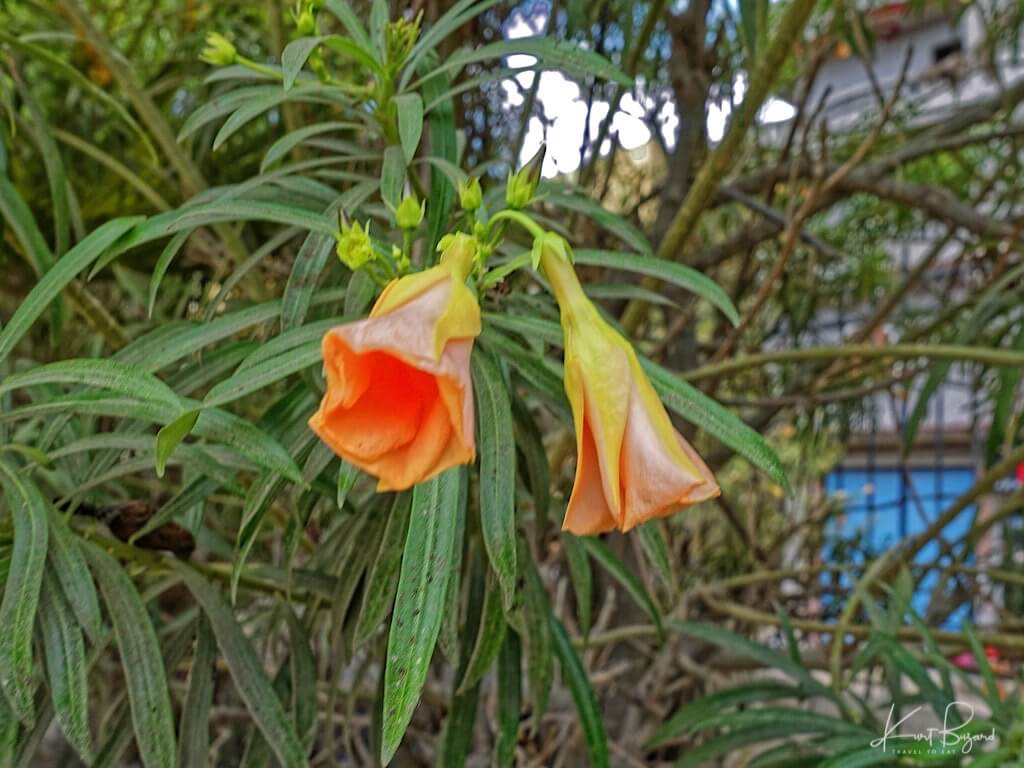 Yellow Oleander Flowers (Thevetia peruviana/Cascabela thevetia). Alexandria, Egypt