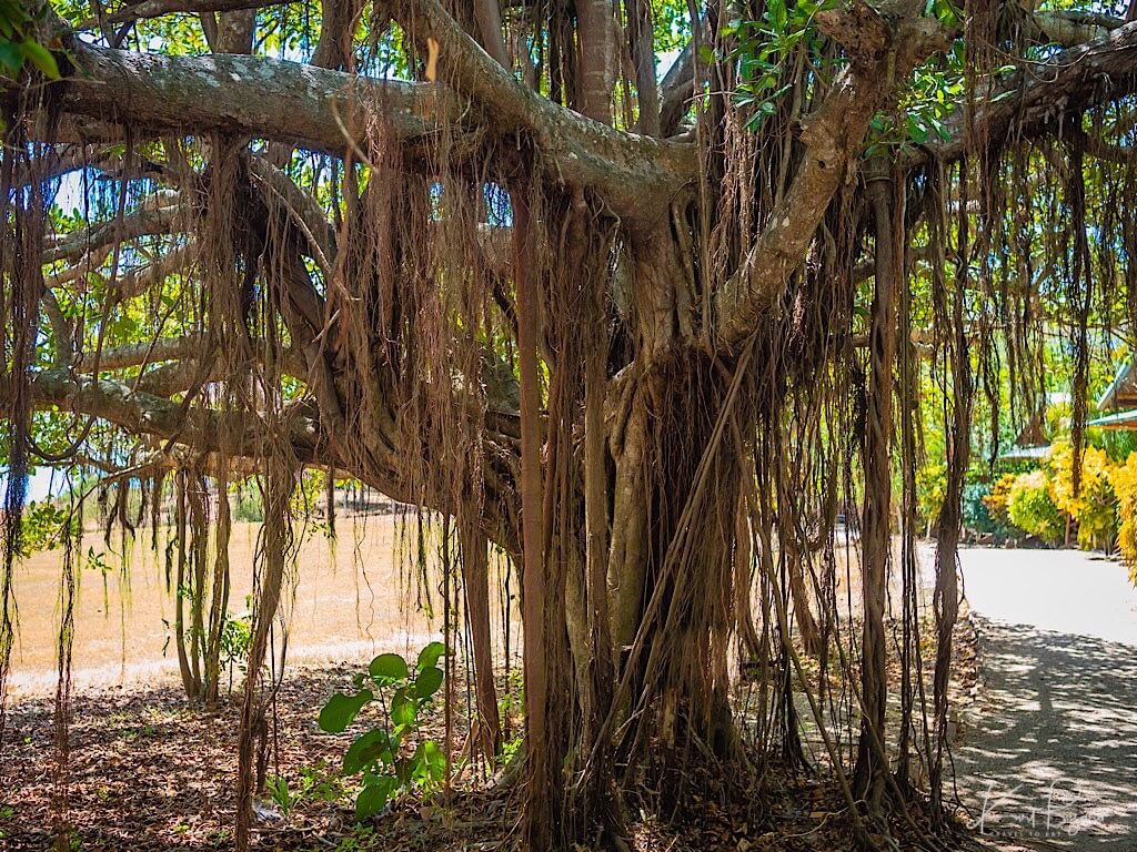 Stangler Fig or Higuerón (Ficus goldmanii). La Ensenada, Guanacaste, Costa Rica