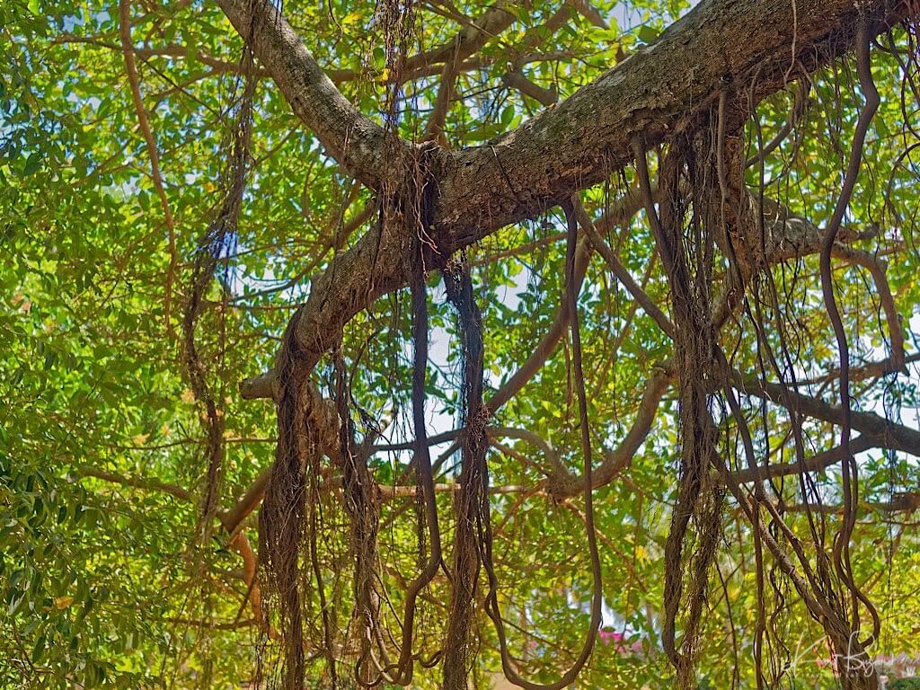 Stangler Fig or Higuerón (Ficus goldmanii). La Ensenada, Guanacaste, Costa Rica
