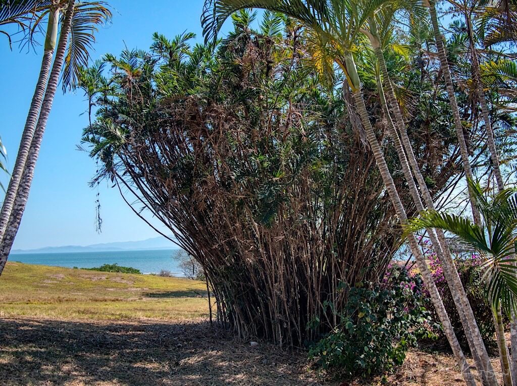 Tobago Cane (Bactris guineensis). La Ensenada, Costa Rica