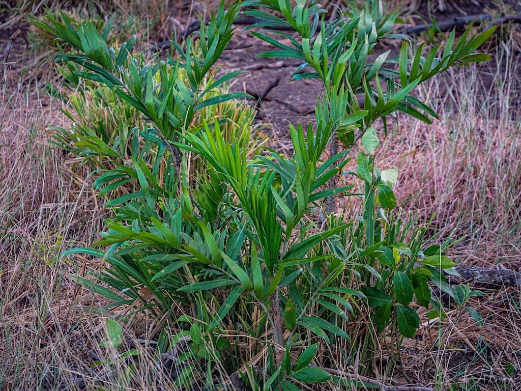 Tobago Cane (Bactris guineensis). La Ensenada, Costa Rica