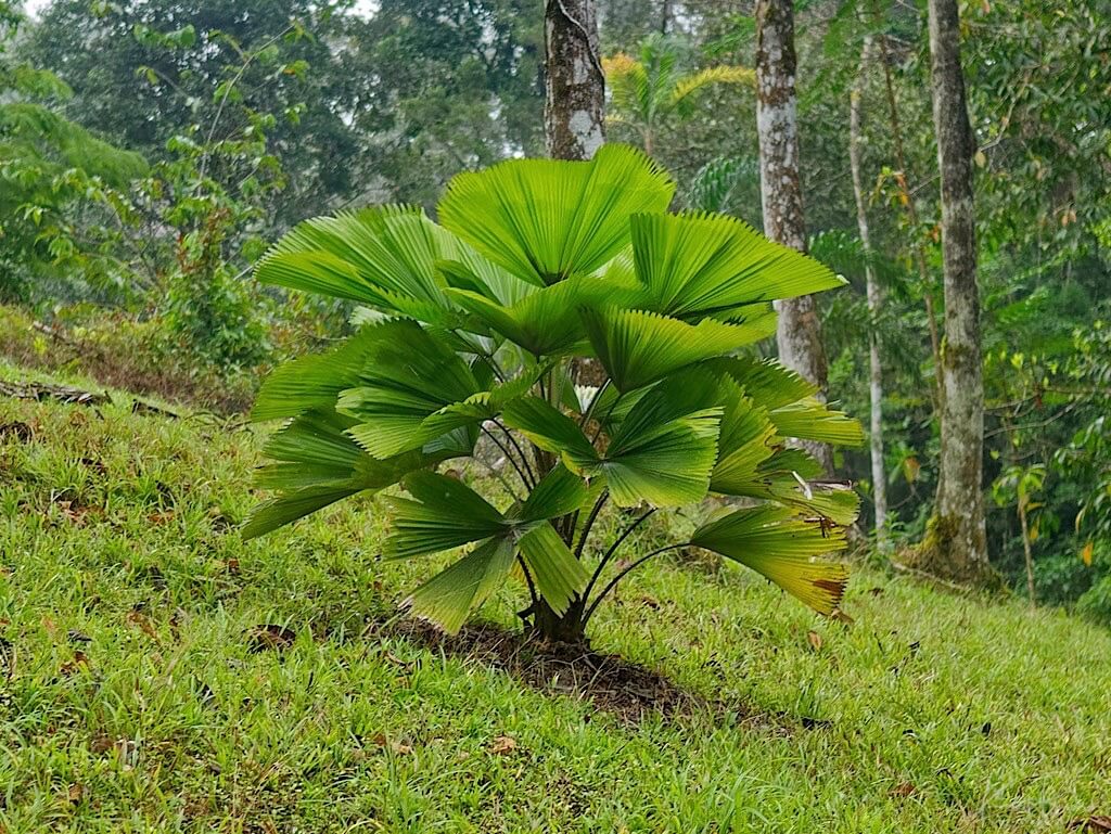 Vanuatu Fan Palm (Licuala grandis). Laguna del Lagarto Lodge, Costa Rica
