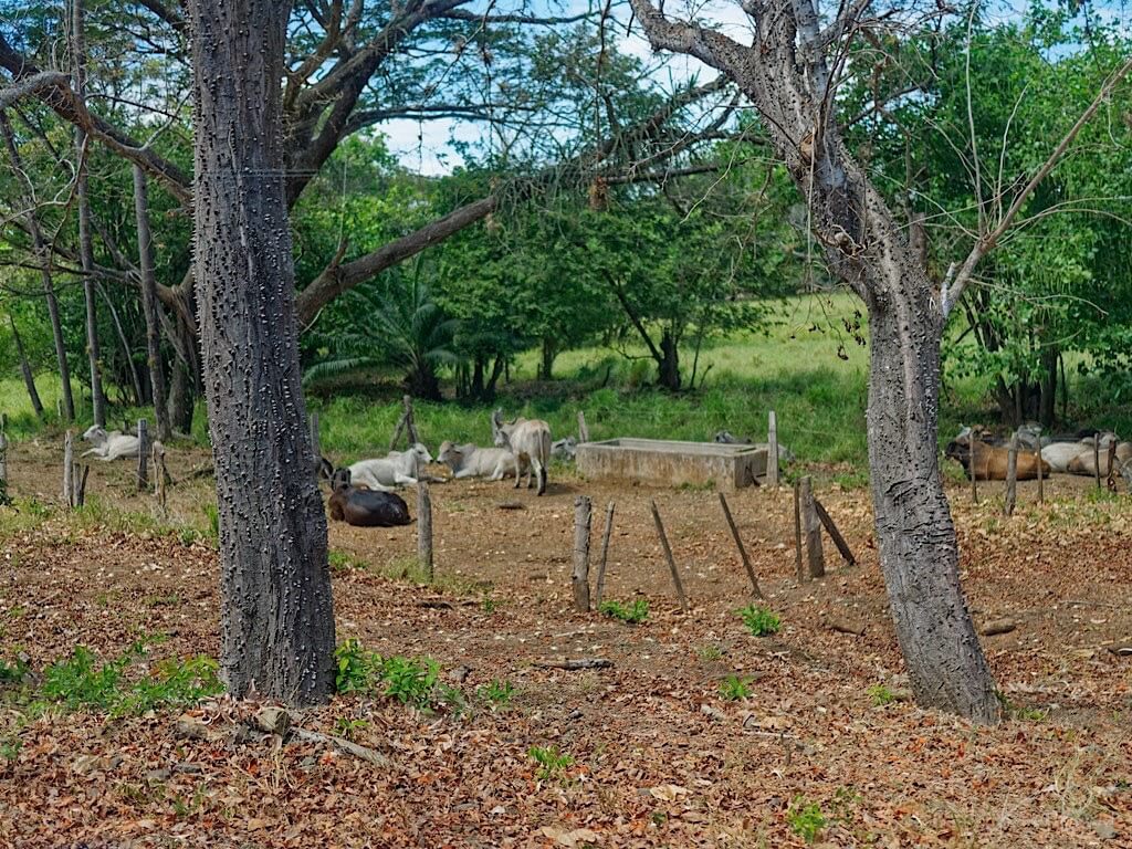 Pachote Trees (Pachira quinata). Guanacaste, Costa Rica