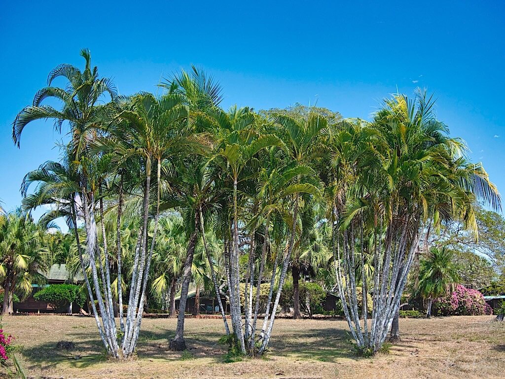 Areca Palm (Dypsis lutescens). La Ensenada, Costa Rica