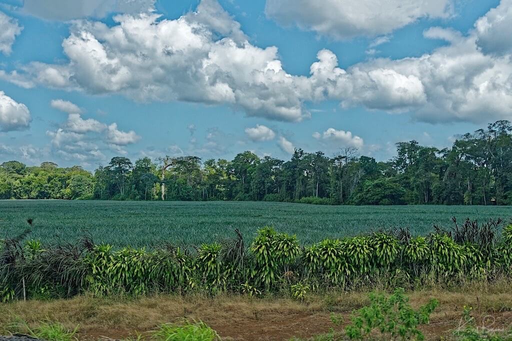 Corn Plant Fence (Dracena fragrans). Costa Rica