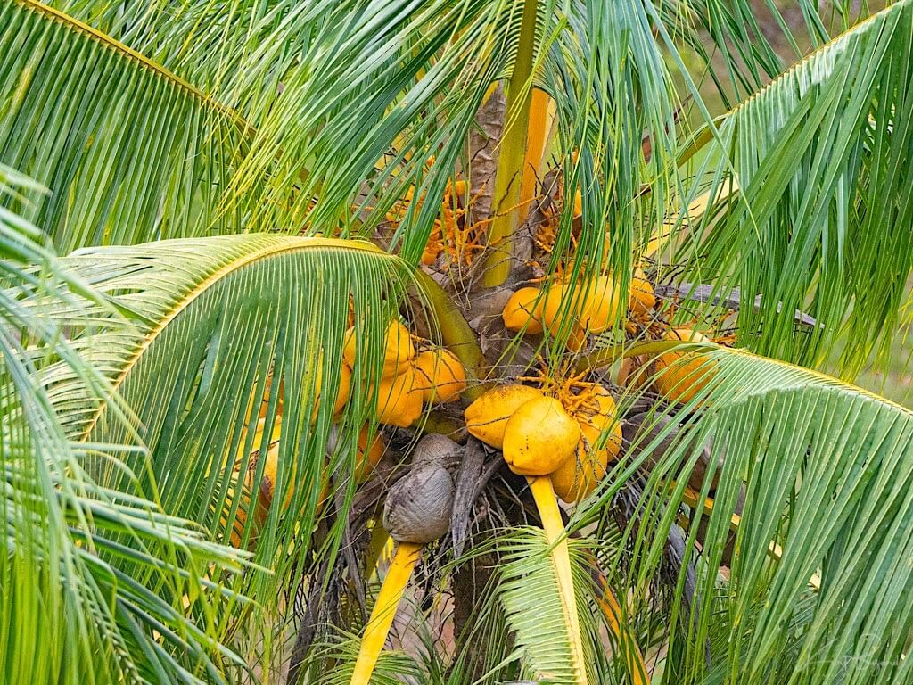 Coconut Palm (Cocos nucifera). Laguna del Lagarto, Costa Rica