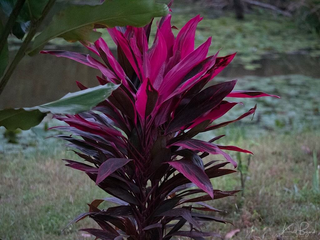 Ti Plant or Palm Lily (Cordyline fruticosa). Laguna del Lagarto, Costa Rica