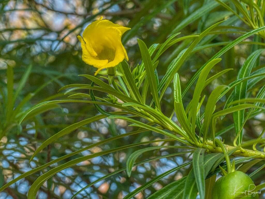 Yellow Oleander Flower and Fruit (Thevetia peruviana/Cascabela thevetia). Hotel Bougainvillea, Costa Rica
