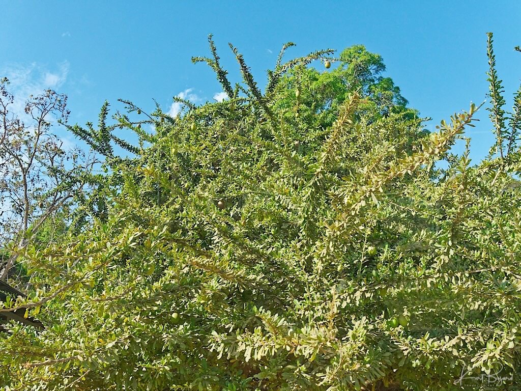 Jicaro or Morro Tree (Crescentia alata). Guanacaste, Costa Rica