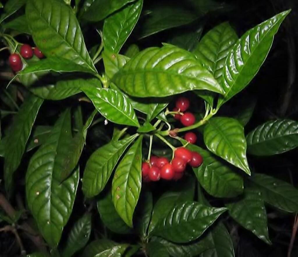 Wild Coffee Fruit (Psychotria punctata). Small House Big Garden