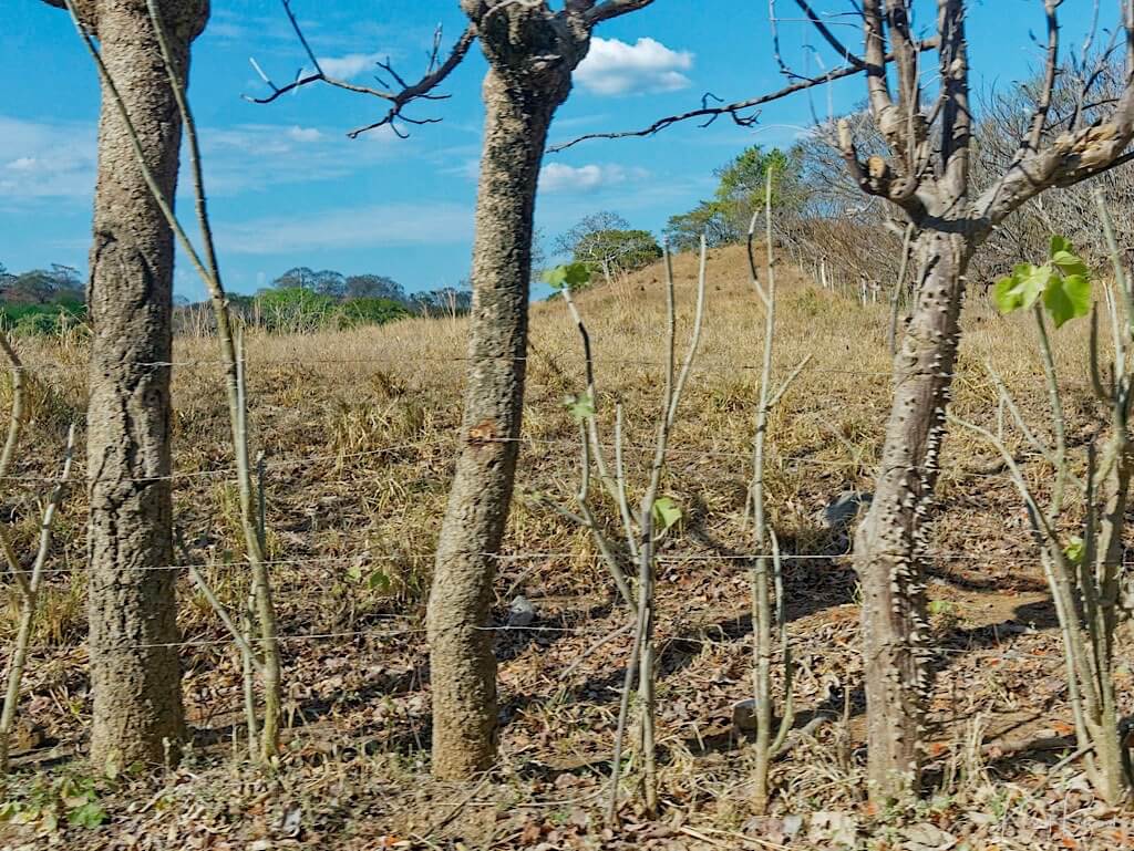 Pachote Tree Fence (Pachira quinata). Guanacaste, Costa Rica