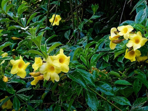 Bush Allamanda (Allamanda schottii). Hotel Bougainvillea, Costa Rica