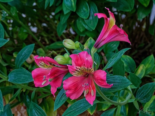 Peruvian Lily (Alstroemeria psittacina). Hotel Bougainvillea, Costa Rica