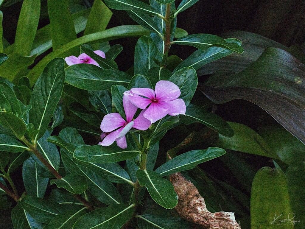 Madagascar Periwinkle (Catharanthus roseus). Hotel Bougainvillea, Costa Rica