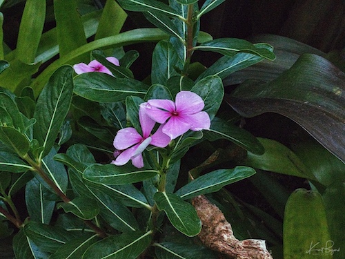 Madagascar Periwinkle (Catharanthus roseus). Hotel Bougainvillea, Costa Rica